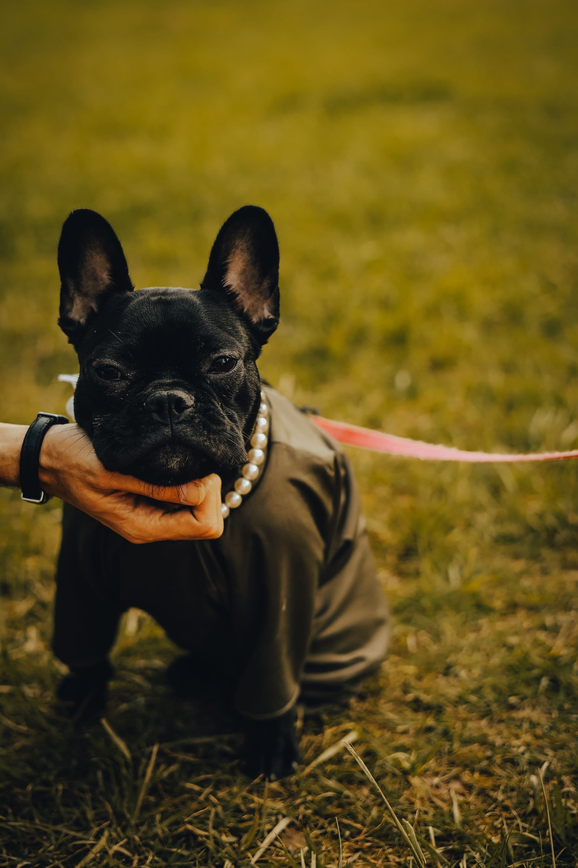 Gus, Brindle pied French Bulldog male
